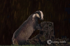 Badger by Lenny Smith