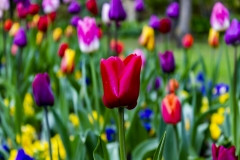 Tulips