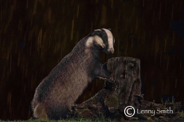 Badger by Lenny Smith