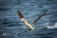 Gannet by Lenny Smith