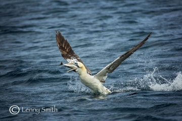 Gannet by Lenny Smith