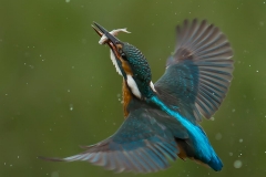 Kingfisher-Lenny