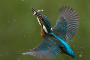 Kingfisher-Lenny