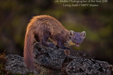 Pinemartin-Lenny